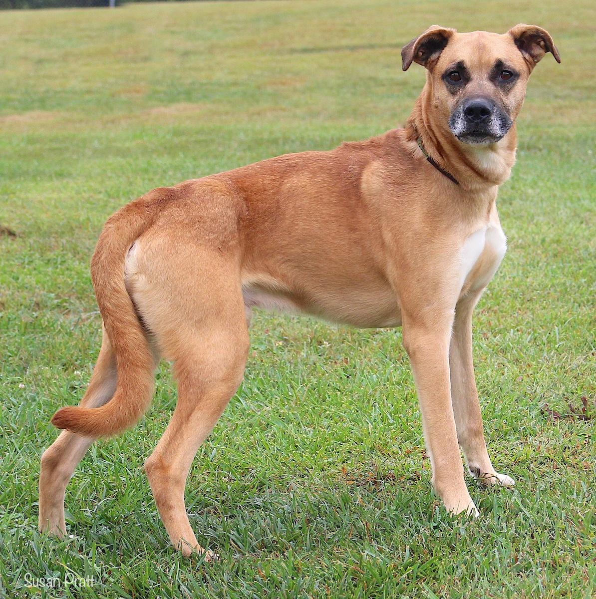 Enlarge Marvin, a Adoptable mixed breed in Bedford, VA image 3/3