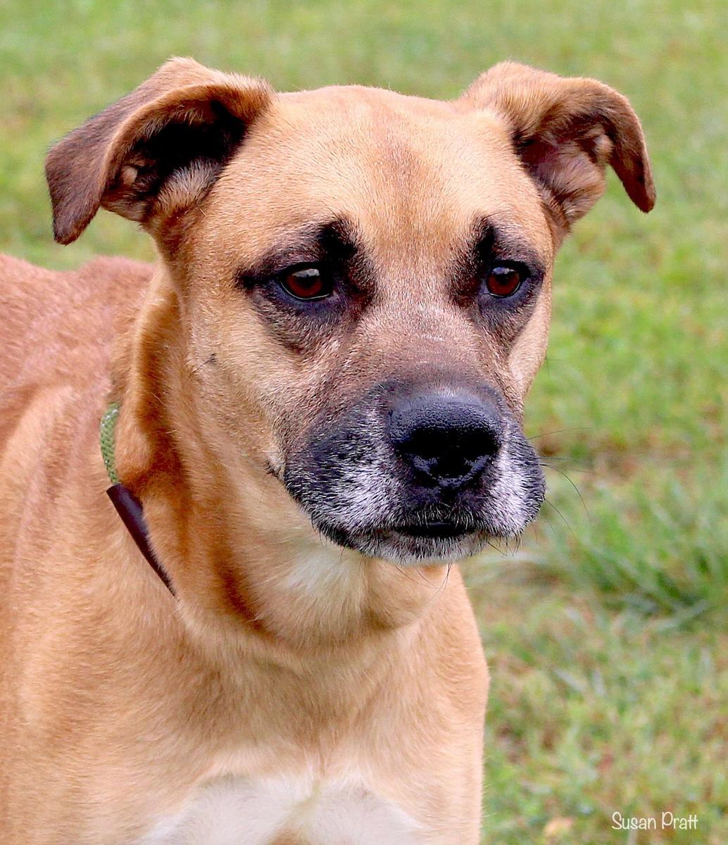 Marvin, Adoptable, Adult Male Boxer.