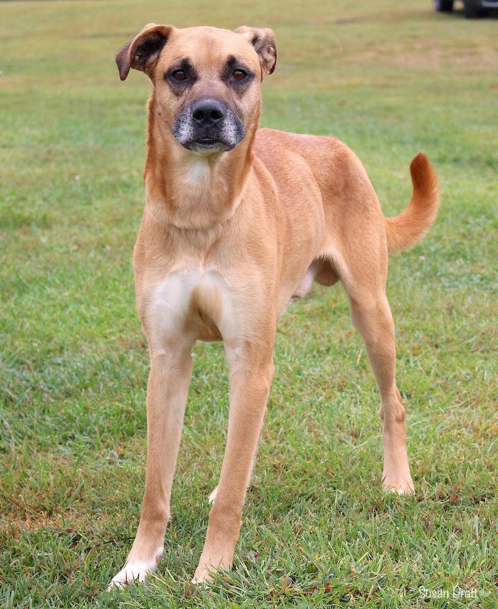 Enlarge Marvin, a Adoptable mixed breed in Bedford, VA image 2/3