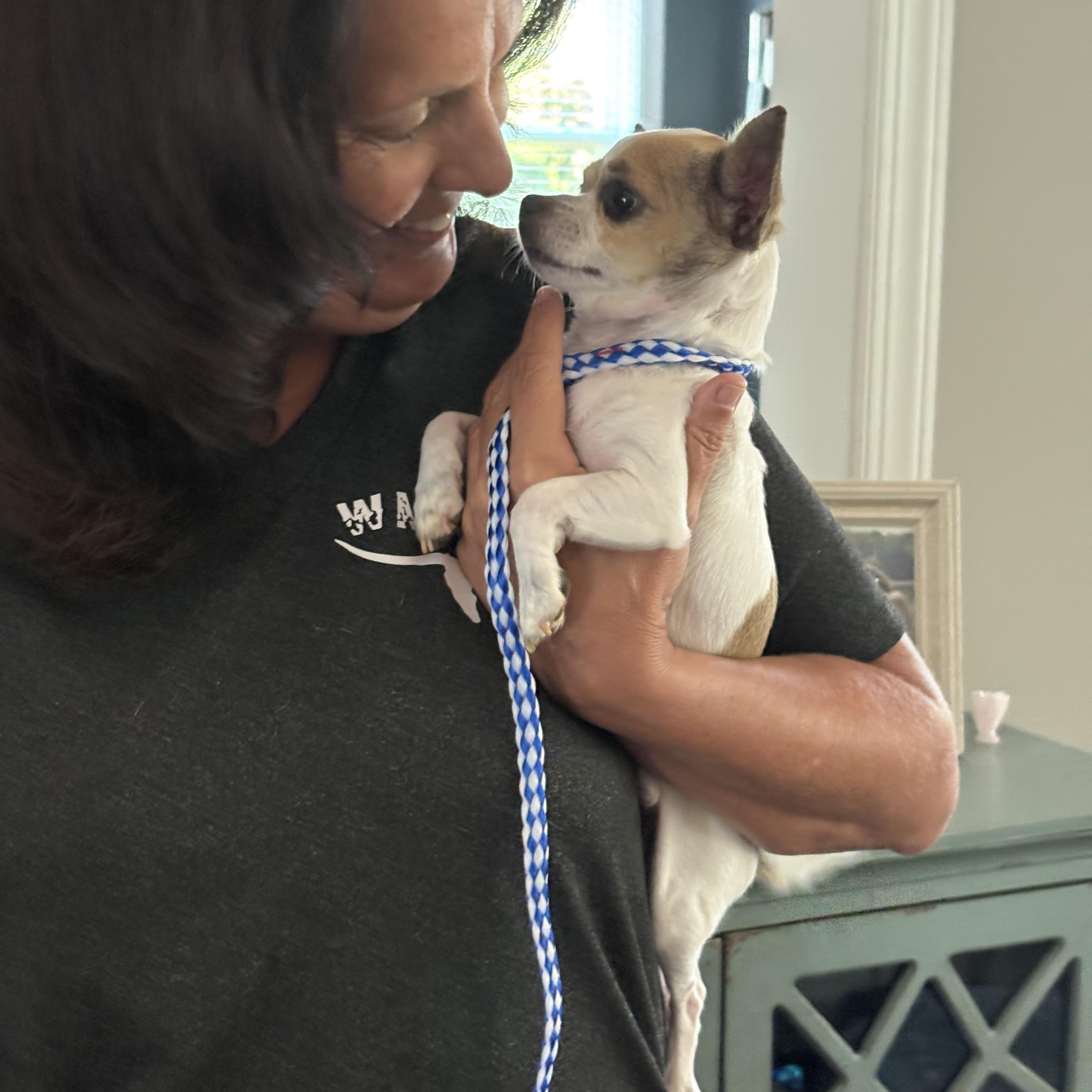 Lil Man, Adoptable, Adult Male Chihuahua.