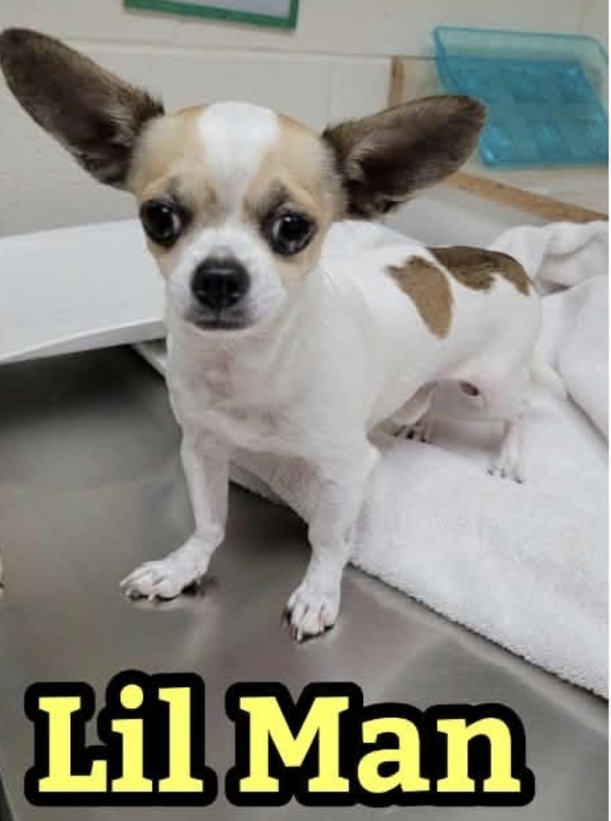 Enlarge Lil Man, a Adoptable Chihuahua in Angier , NC image 1/1