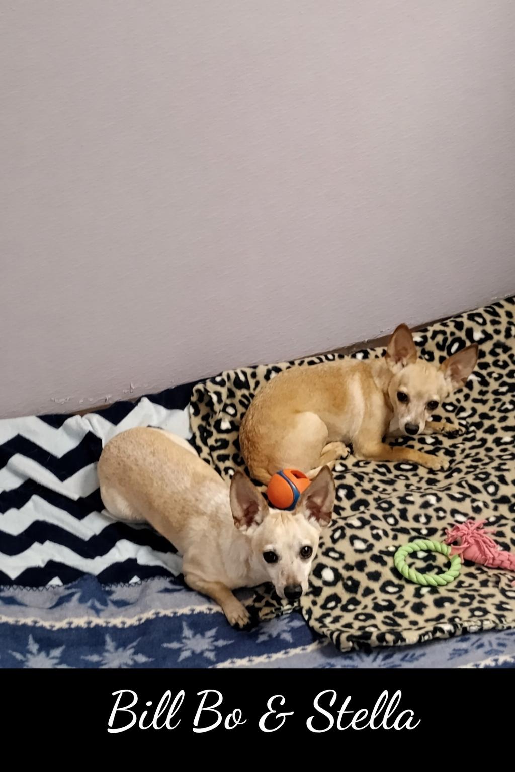 Enlarge Bill Bo 3 Years and sister Stella, a ADOPTABLE Chihuahua in Deer Park, TX image 1/1