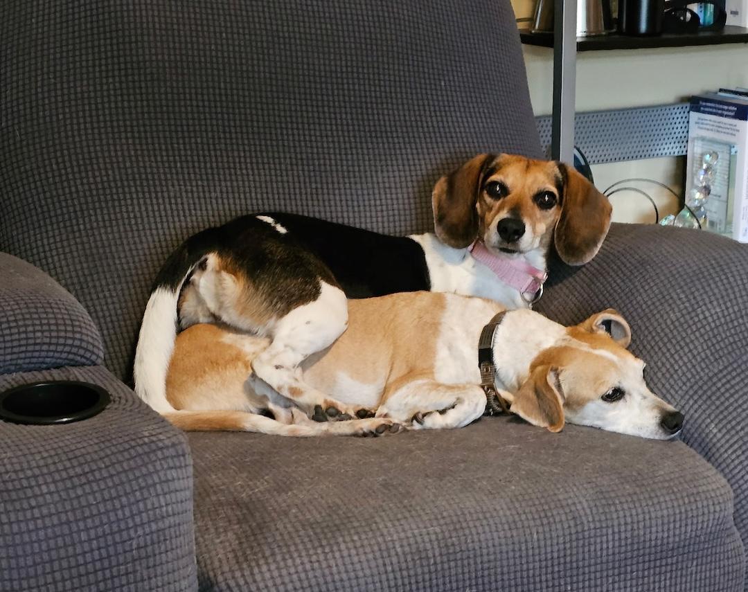Daisy Mae, a ADOPTABLE Beagle in Tomball, TX image 6/6