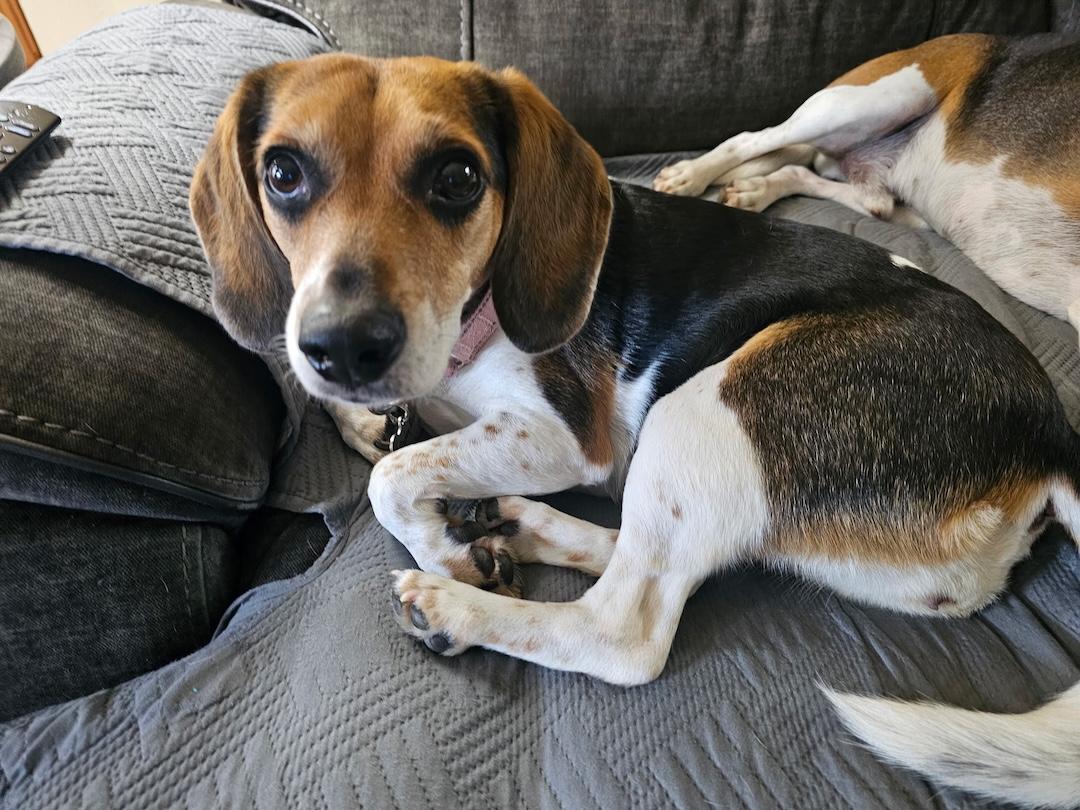 Daisy Mae, a ADOPTABLE Beagle in Tomball, TX image 3/6