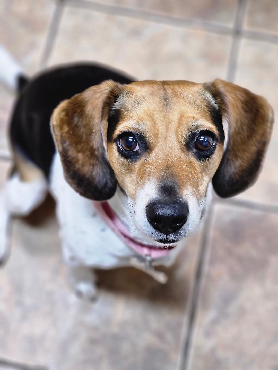 Daisy Mae, ADOPTABLE, Adult Female Beagle.