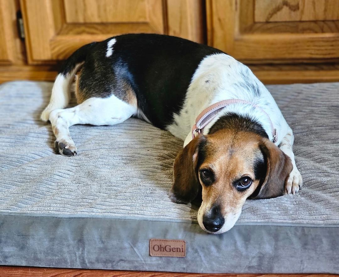 Daisy Mae, a ADOPTABLE Beagle in Tomball, TX image 2/6