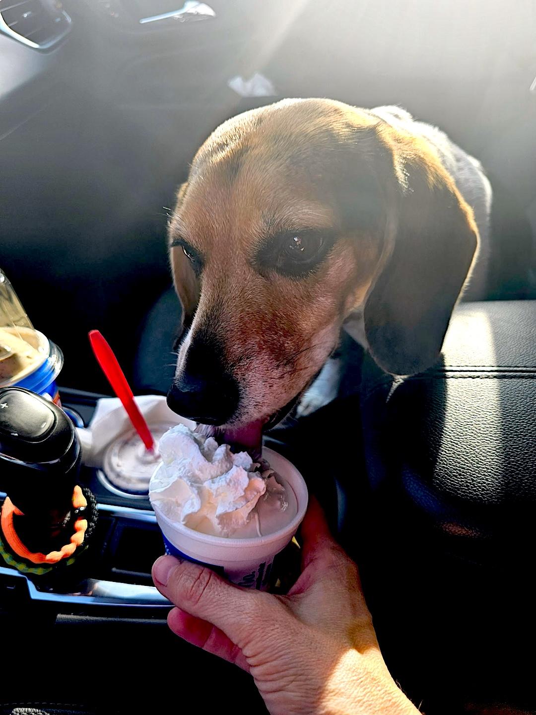 Daisy Mae, a ADOPTABLE Beagle in Tomball, TX image 4/6