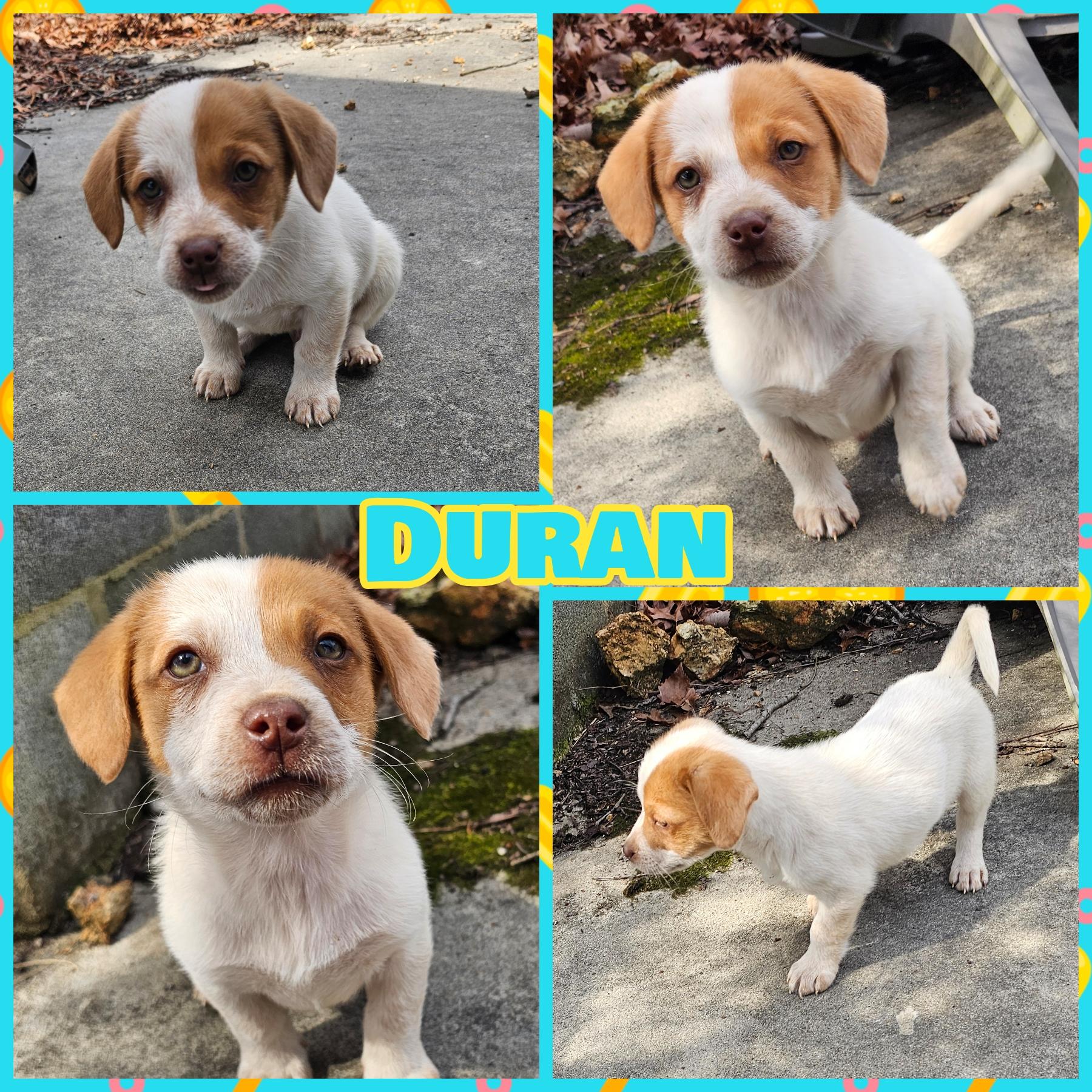 Duran