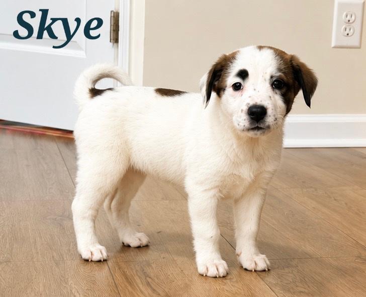 Skye, Adoptable, Puppy Female Shepherd.