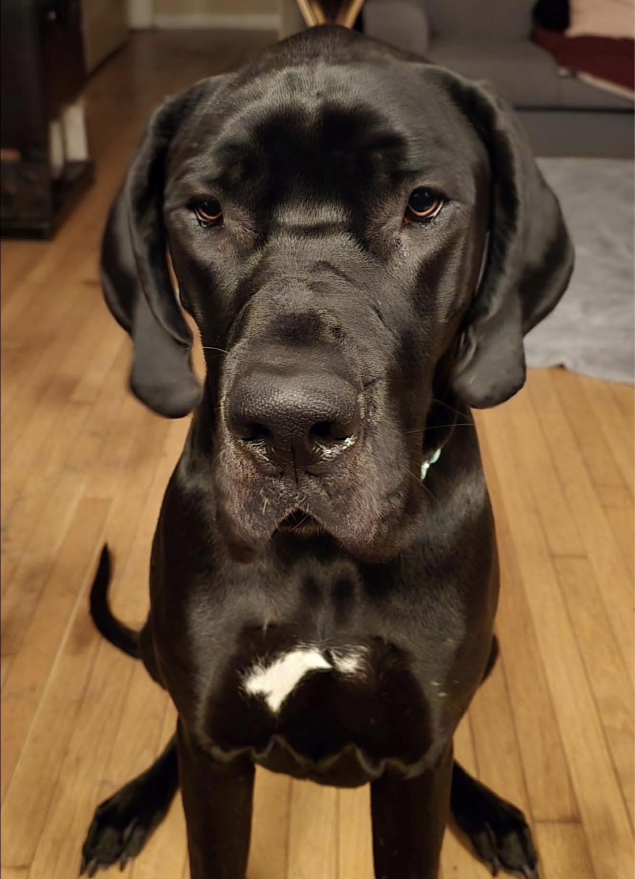 Enlarge Jessica, a Adoptable Great Dane in Griswold, CT image 5/5
