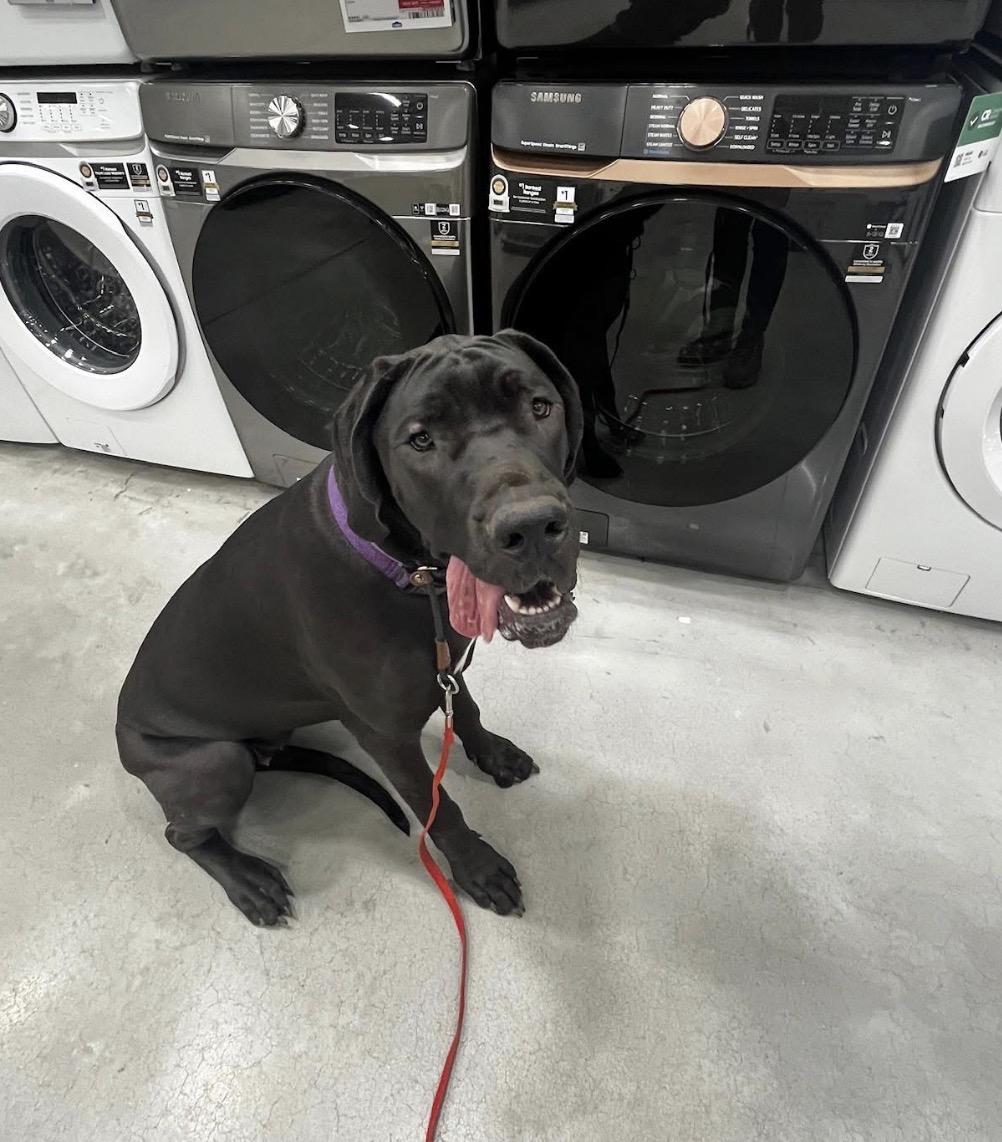 Enlarge Jessica, a Adoptable Great Dane in Griswold, CT image 3/5