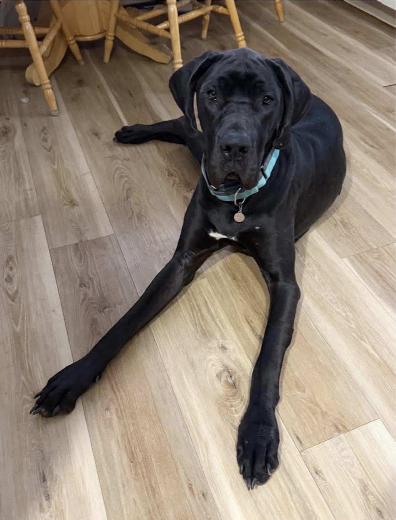 Enlarge Jessica, a Adoptable Great Dane in Griswold, CT image 1/5