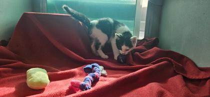 Cpt  Sparrow, Adoptable, Kitten Male Domestic Short Hair & Domestic Short Hair.