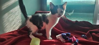 Cpt Sparrow, a Adoptable mixed breed in Edgewood, NM image 2/2