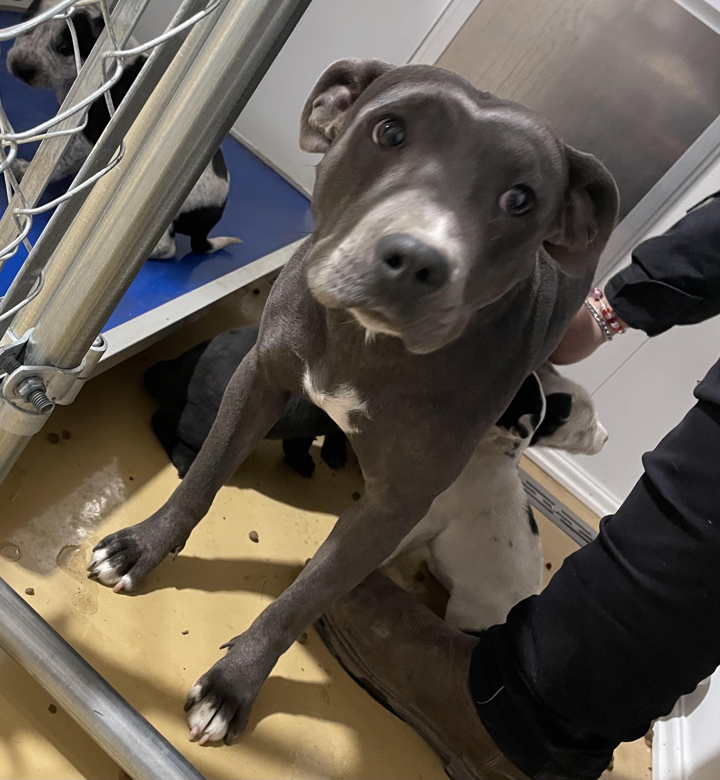 Cookie, ADOPTABLE, Adult Female Pit Bull Terrier.