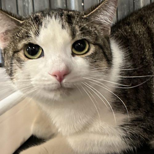 Croc, Adoptable, Young Male Domestic Short Hair.