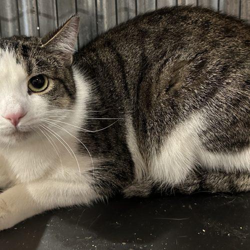Enlarge Croc, a Adoptable Domestic Short Hair in Tipp City, OH image 2/3
