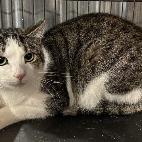 Enlarge Croc, a Adoptable Domestic Short Hair in Tipp City, OH image 3/3