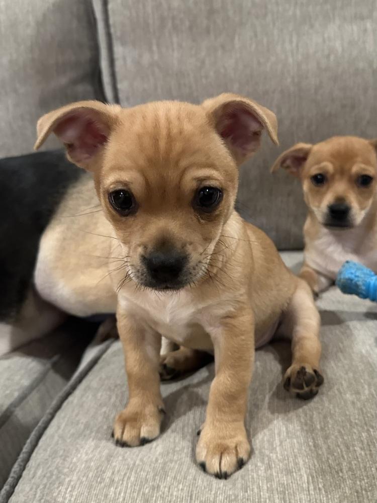 Enlarge Stolzy, a Adoptable mixed breed in Jefferson Hills, PA image 2/2