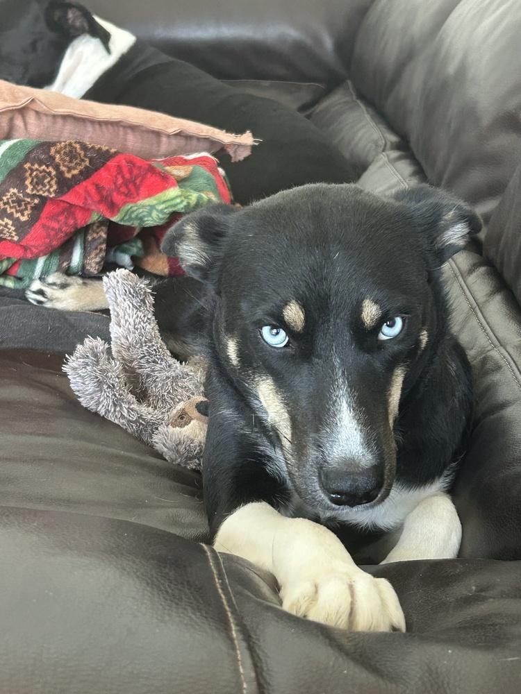 Mama Blue, Adoptable, Puppy Female German Shepherd Dog & Husky.