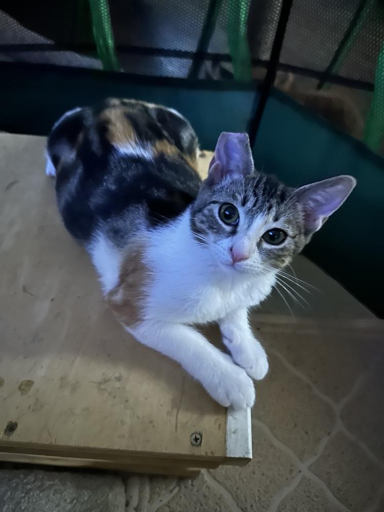 Callie, Adoptable, Kitten Female Domestic Short Hair & Calico.