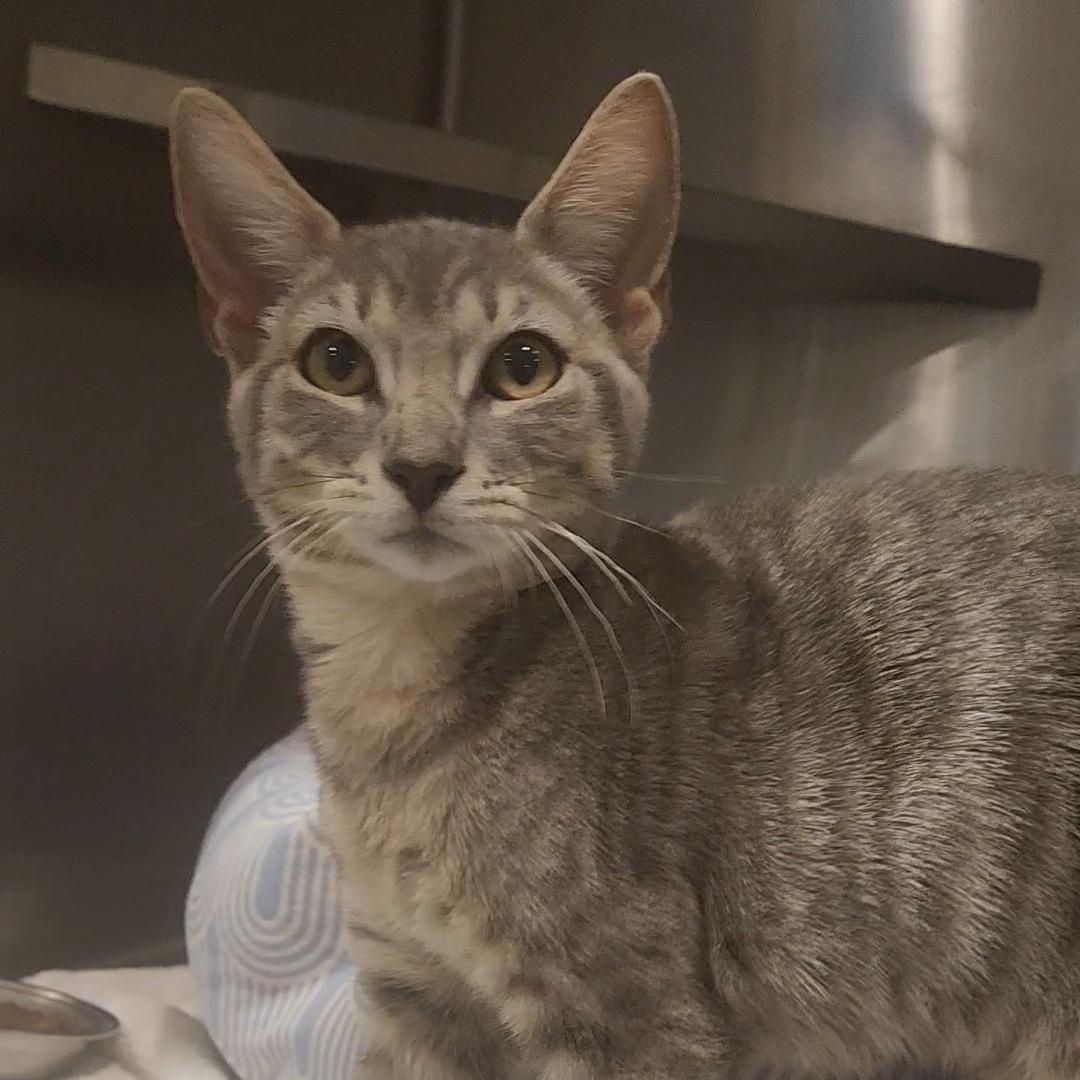 Muffin, adopted, Kitten Male Domestic Short Hair.