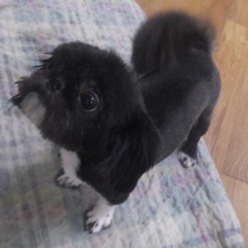 Enlarge SAMMY, an adopted mixed breed in Trufant, MI image 3/5