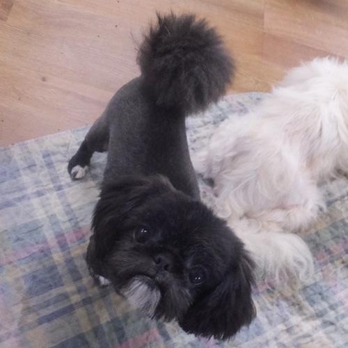 Enlarge SAMMY, an adopted mixed breed in Trufant, MI image 5/5