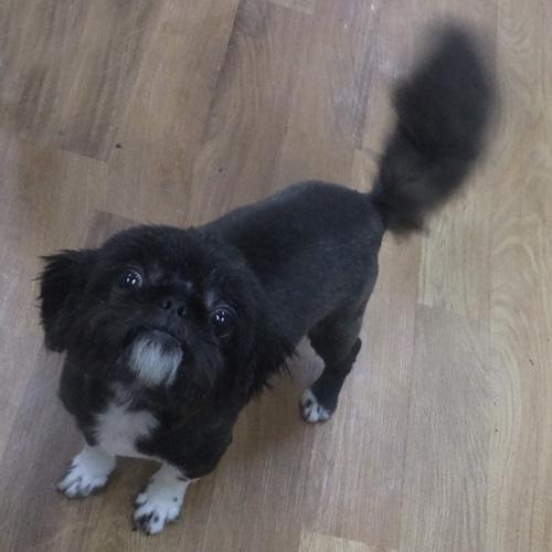 Enlarge SAMMY, an adopted mixed breed in Trufant, MI image 4/5