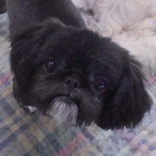 SAMMY, ADOPTABLE, Young Male Shih Tzu & Pekingese.