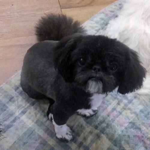 Enlarge SAMMY, an adopted mixed breed in Trufant, MI image 2/5