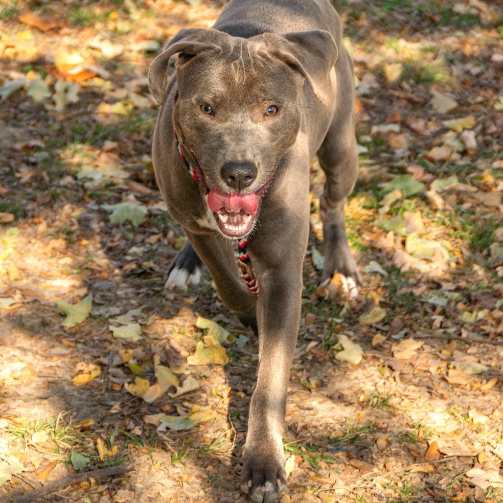 Gibby, Adoptable, Young Male Mixed Breed.