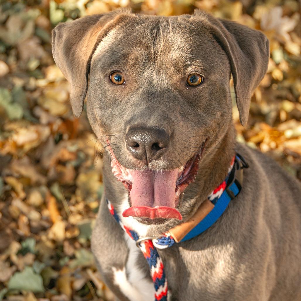Gibby, a Adoptable Mixed Breed in Saint Charles, MO image 2/6