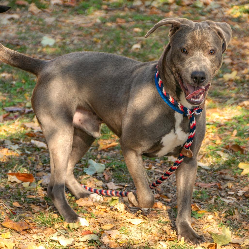 Gibby, a Adoptable Mixed Breed in Saint Charles, MO image 3/6
