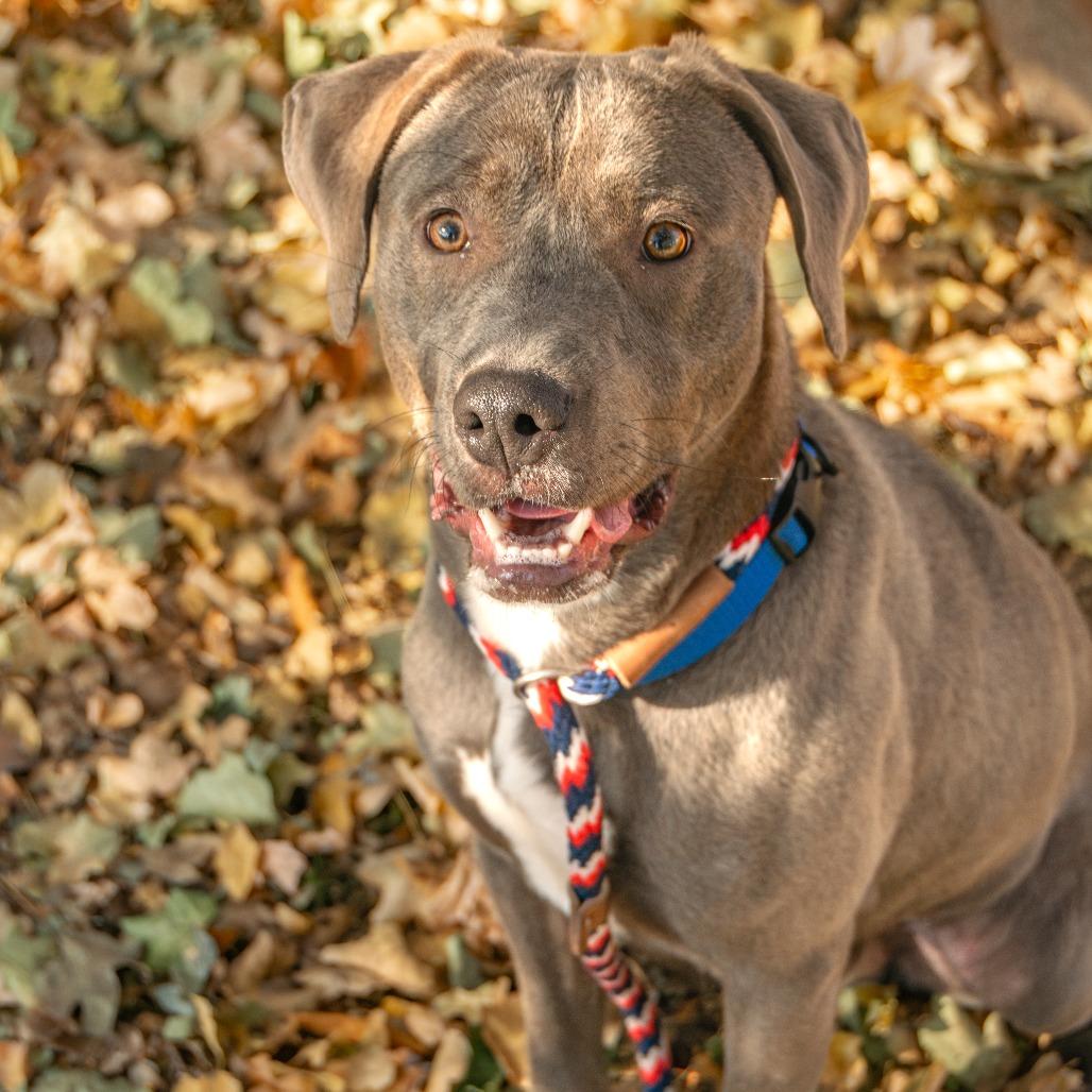 Gibby, a Adoptable Mixed Breed in Saint Charles, MO image 4/6