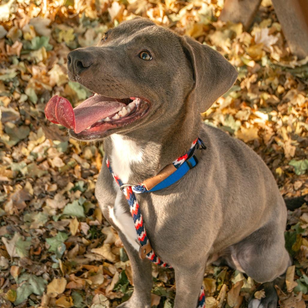 Gibby, a Adoptable Mixed Breed in Saint Charles, MO image 5/6