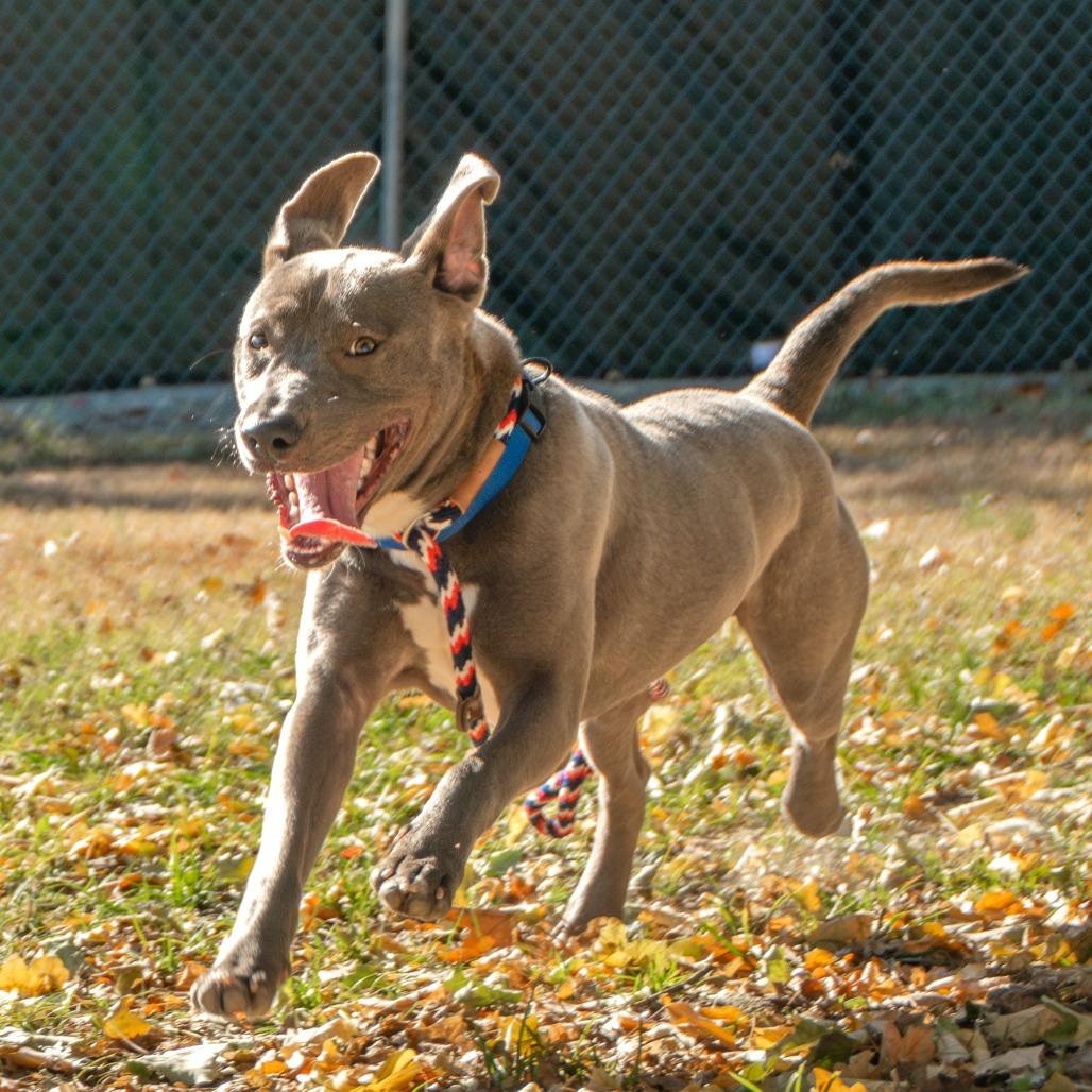 Gibby, a Adoptable Mixed Breed in Saint Charles, MO image 6/6