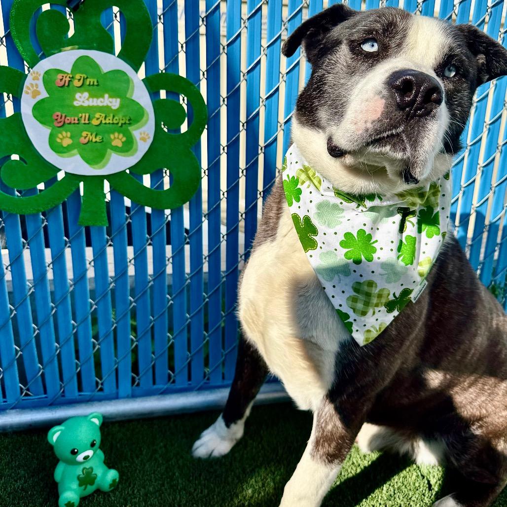 Enlarge Hekili, a ADOPTABLE mixed breed in Las Vegas, NV image 3/3