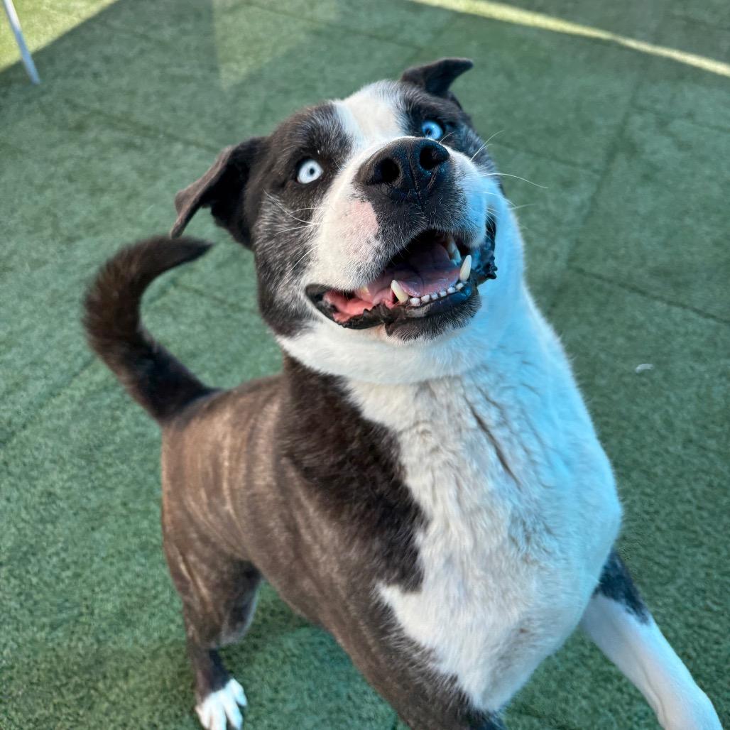 Enlarge Hekili, a ADOPTABLE mixed breed in Las Vegas, NV image 1/3