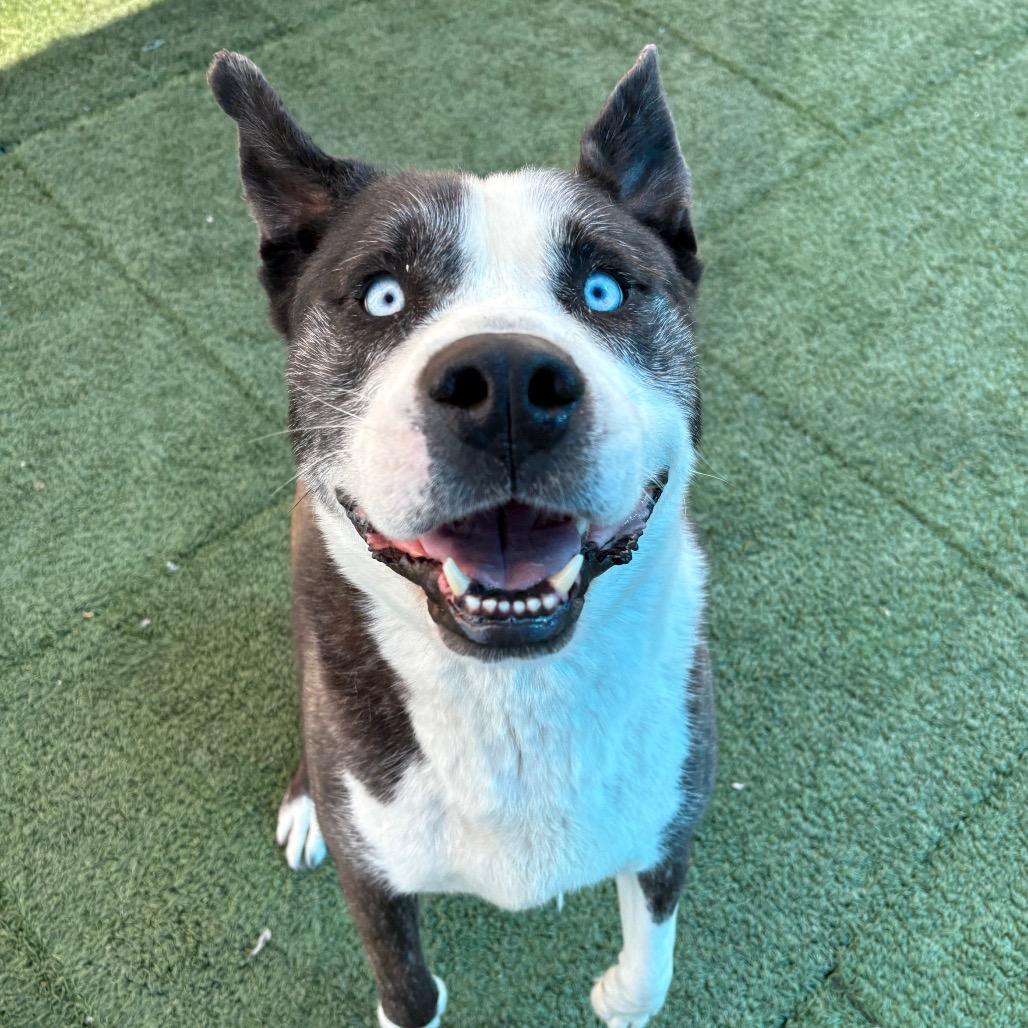 Enlarge Hekili, a ADOPTABLE mixed breed in Las Vegas, NV image 2/3