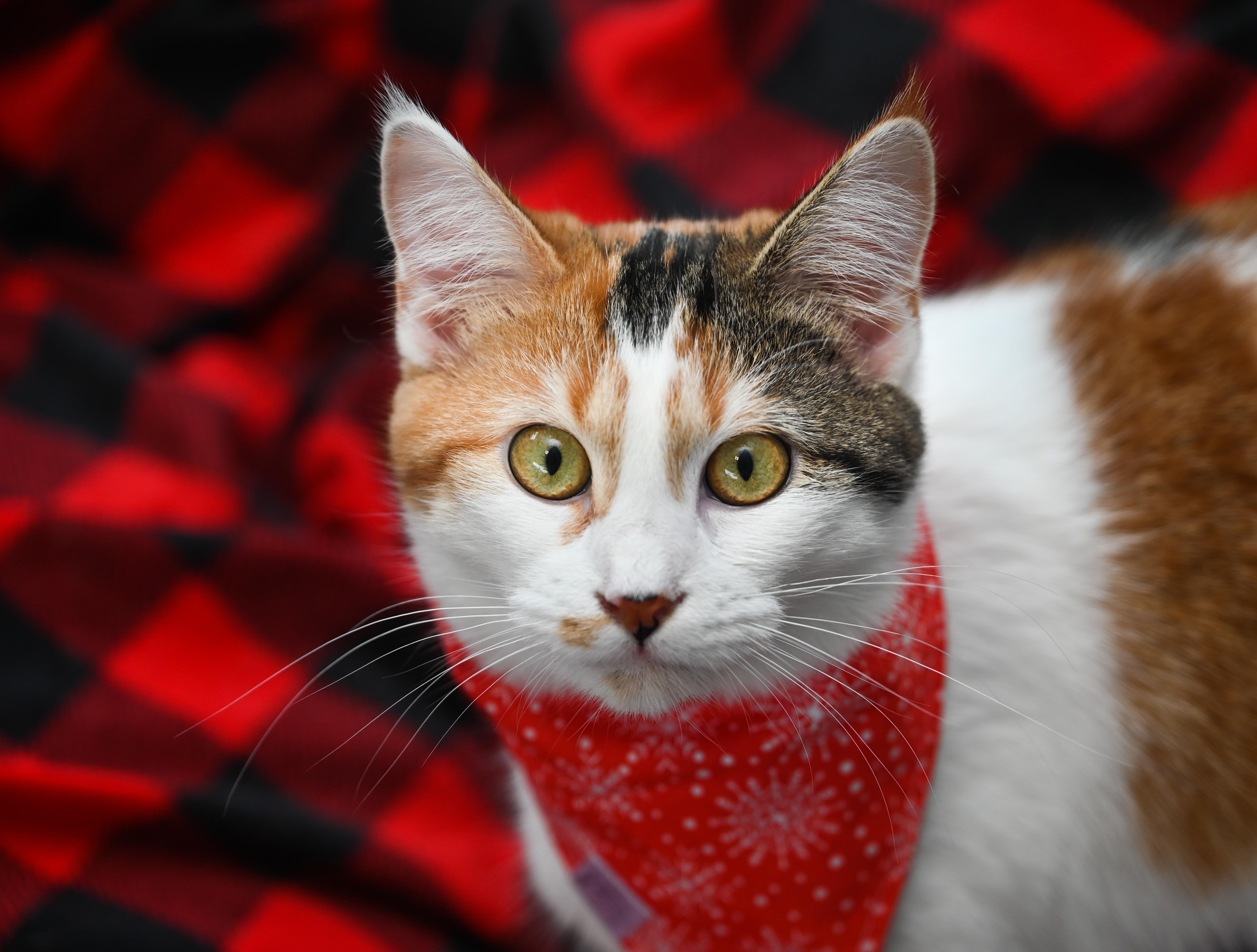 Lexi, an adoptable mixed breed in Chattanooga, TN image 1/5