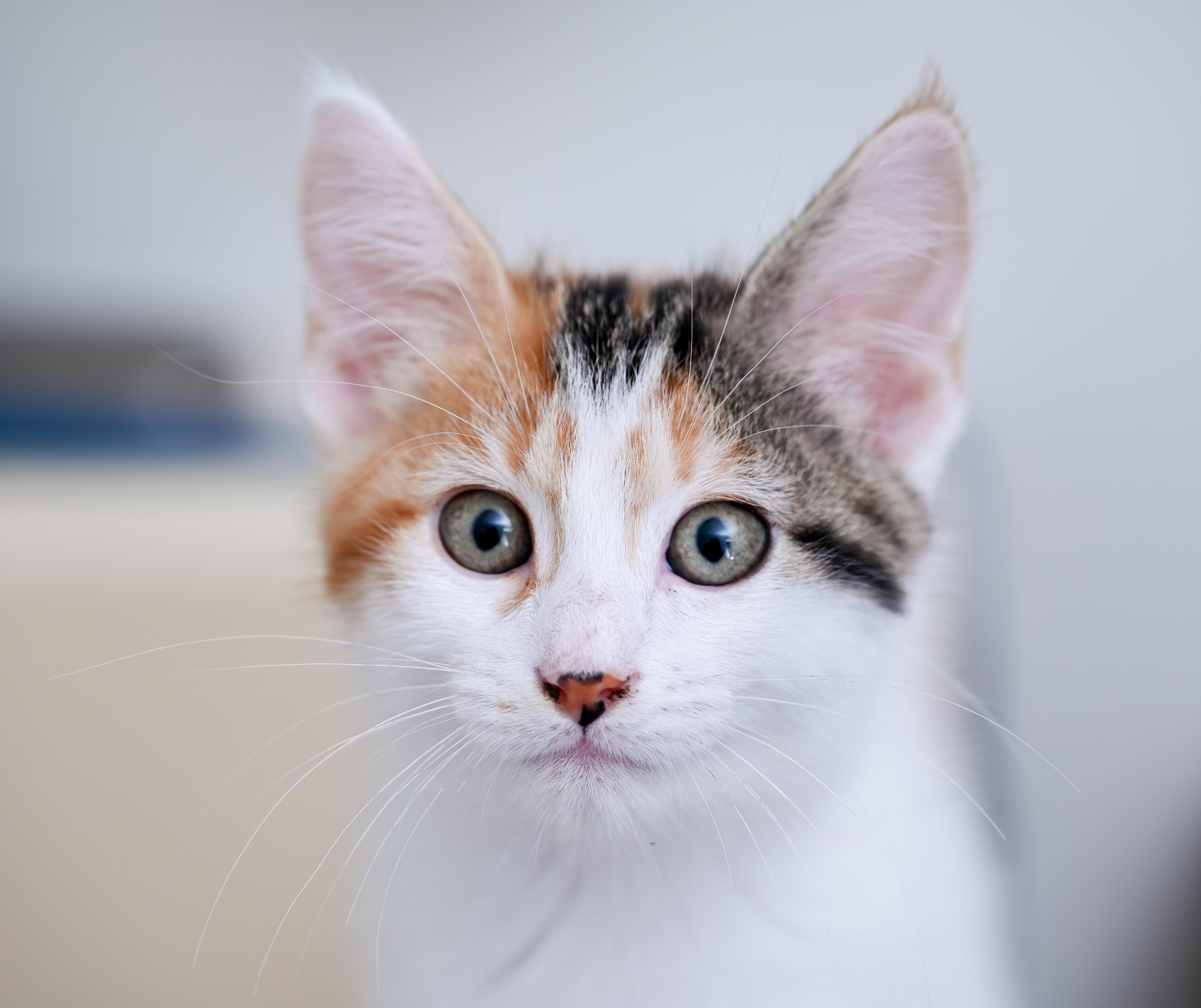 Lexi, an adoptable mixed breed in Chattanooga, TN image 3/5