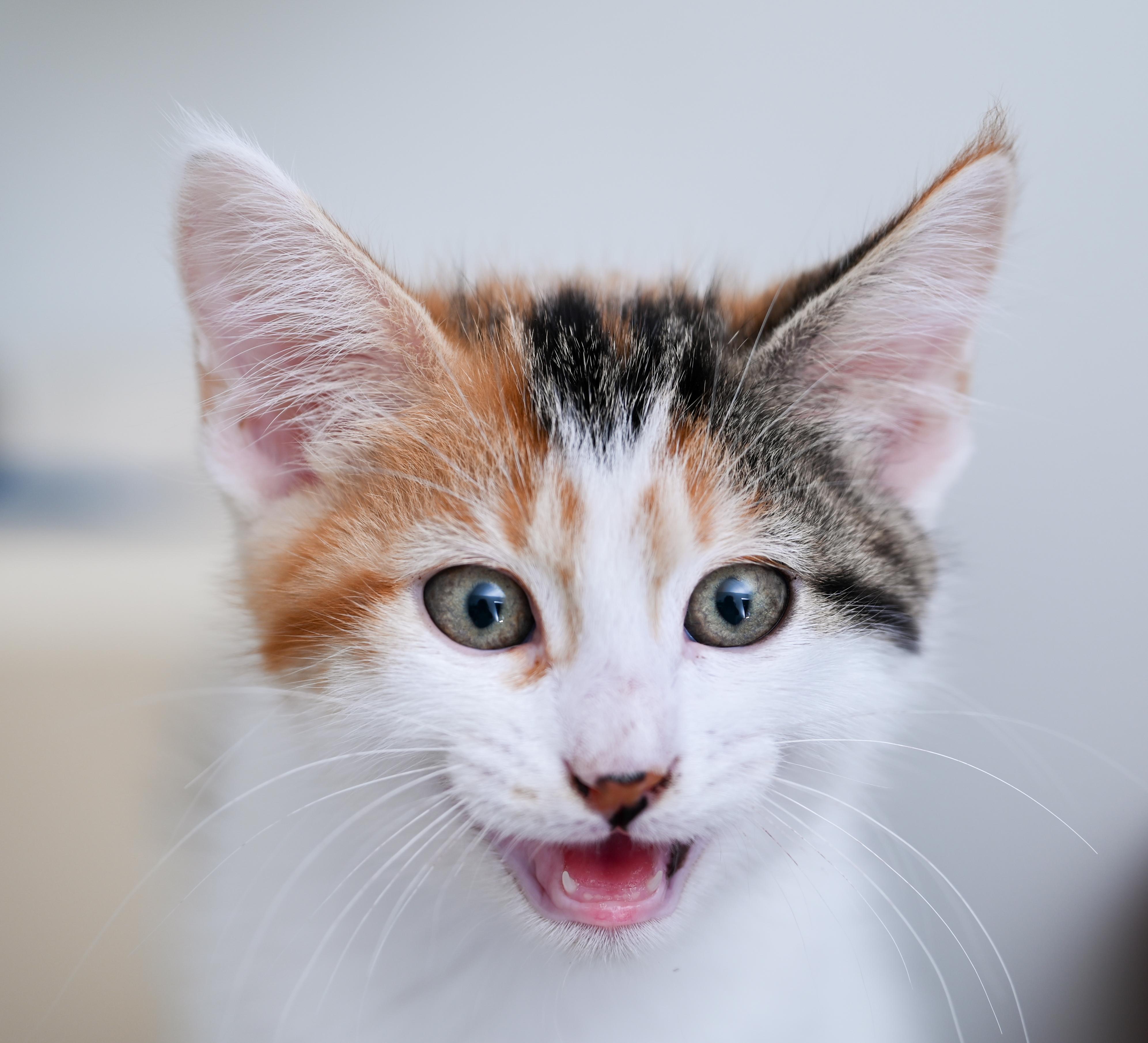 Lexi, an adoptable mixed breed in Chattanooga, TN image 4/5