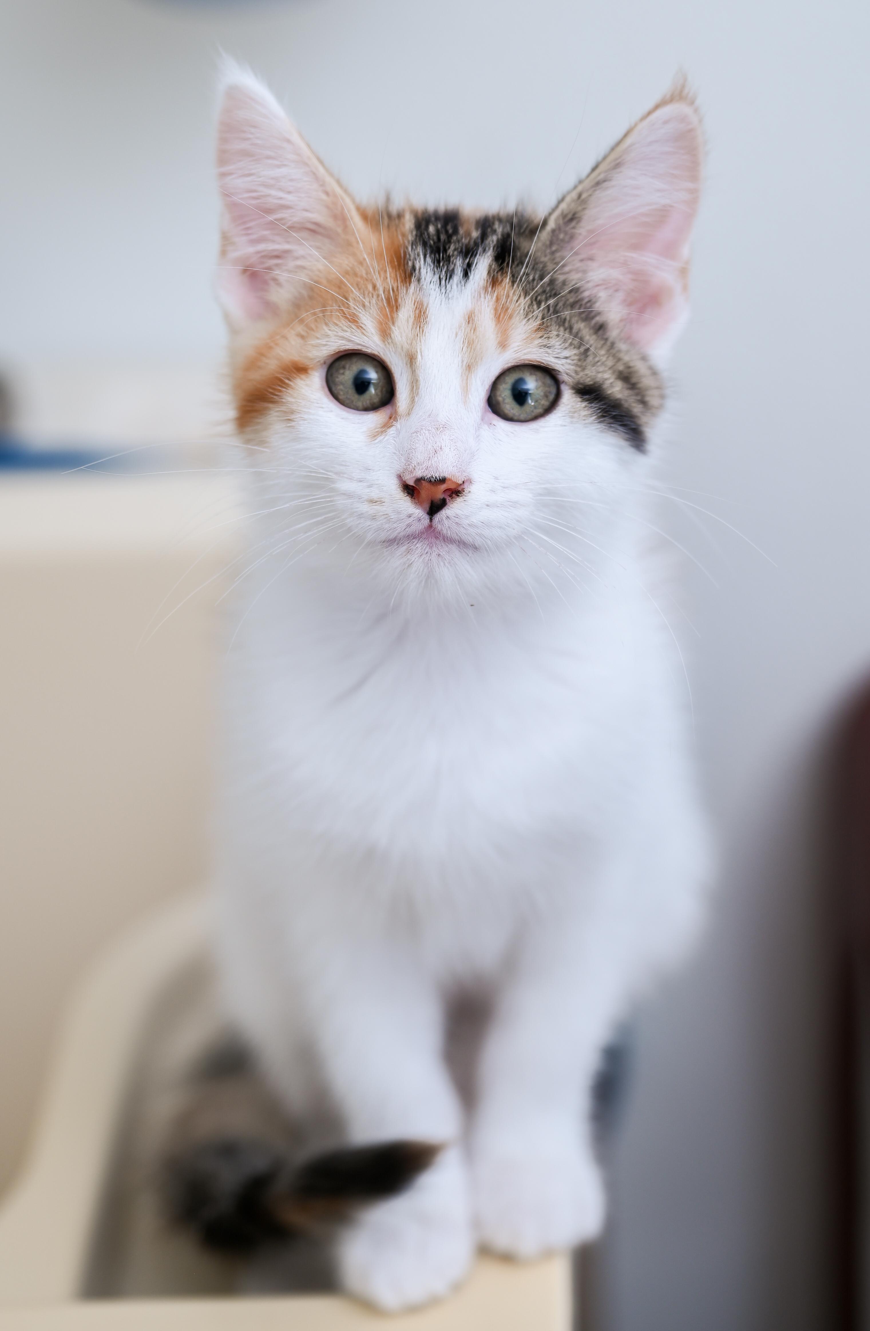 Lexi, an adoptable mixed breed in Chattanooga, TN image 5/5