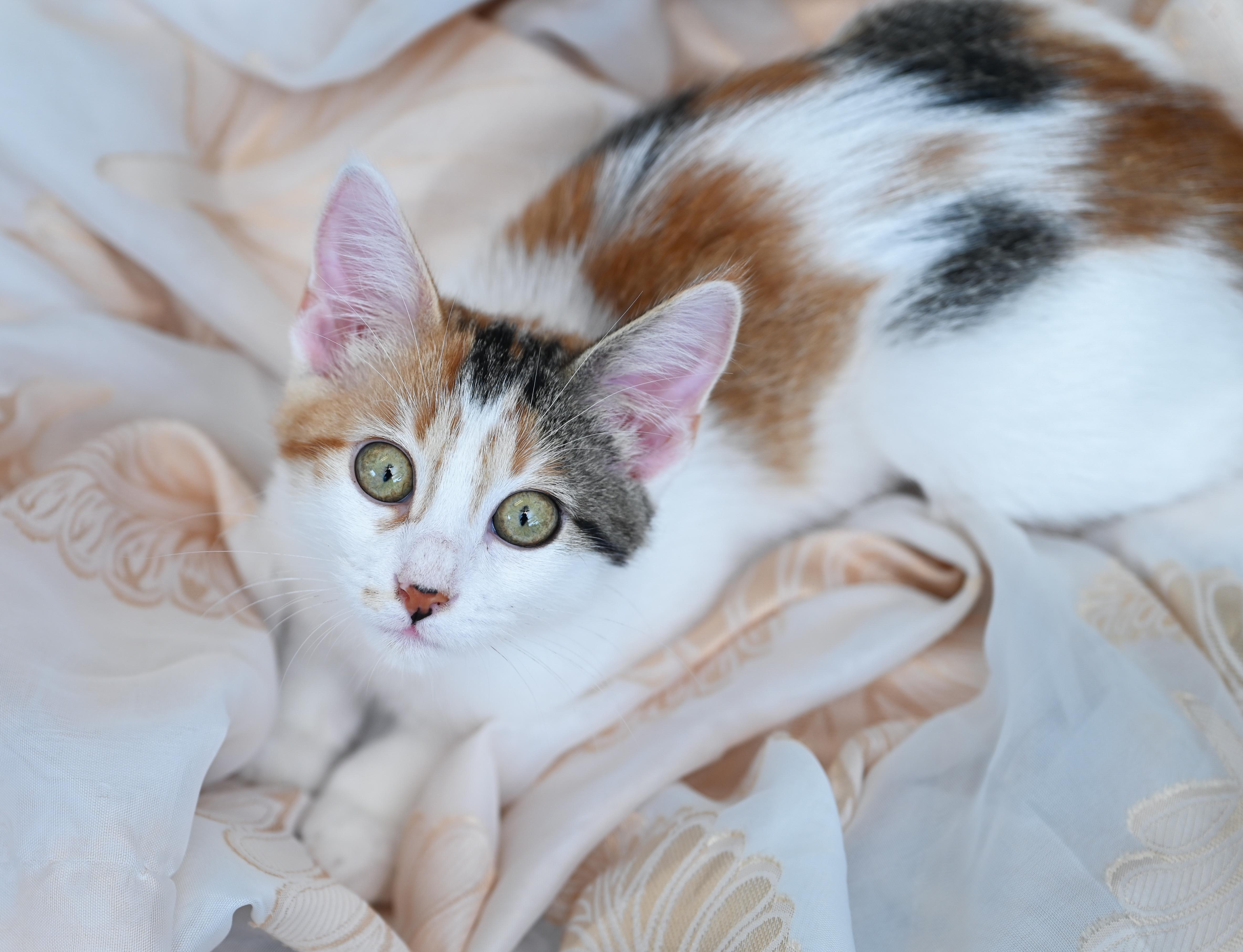 Lexi, adoptable, Young Female Calico & Domestic Short Hair.