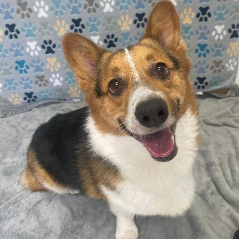 Enlarge Gib, a Adopted Corgi in Benld, IL image 1/1