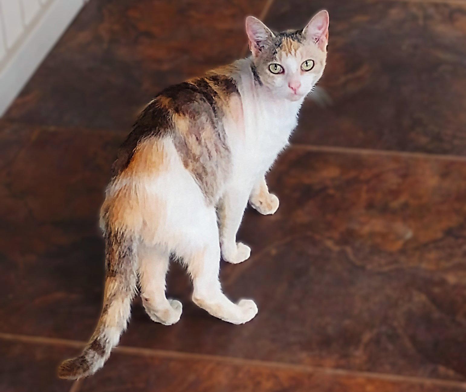 Rosalyn, Adoptable, Young Female Dilute Calico & Domestic Short Hair.