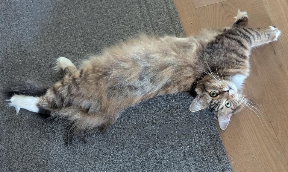 Mabel  Bonded With thumbnail 3