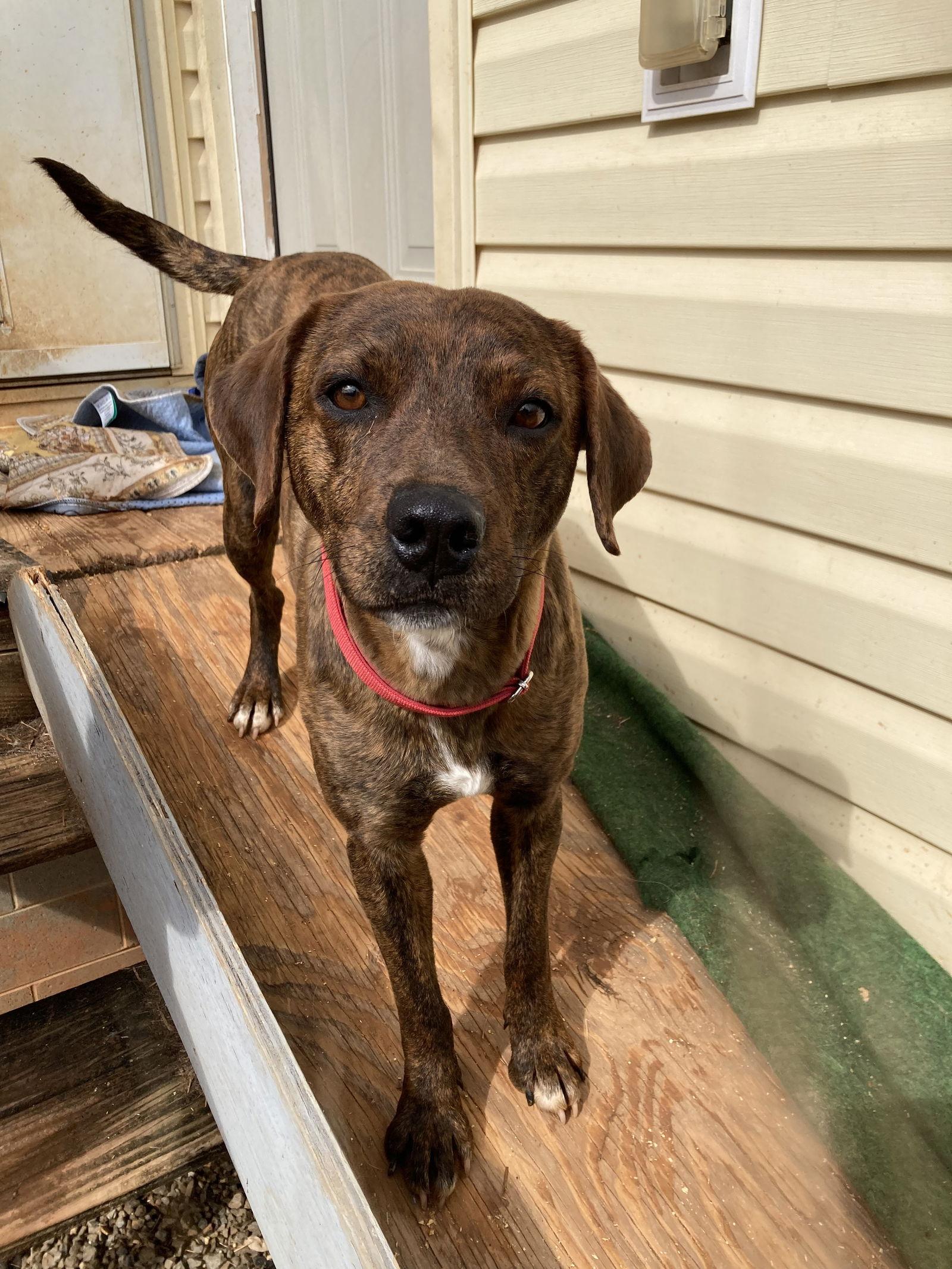 Little Swirl, Adoptable, Young Female Plott Hound.