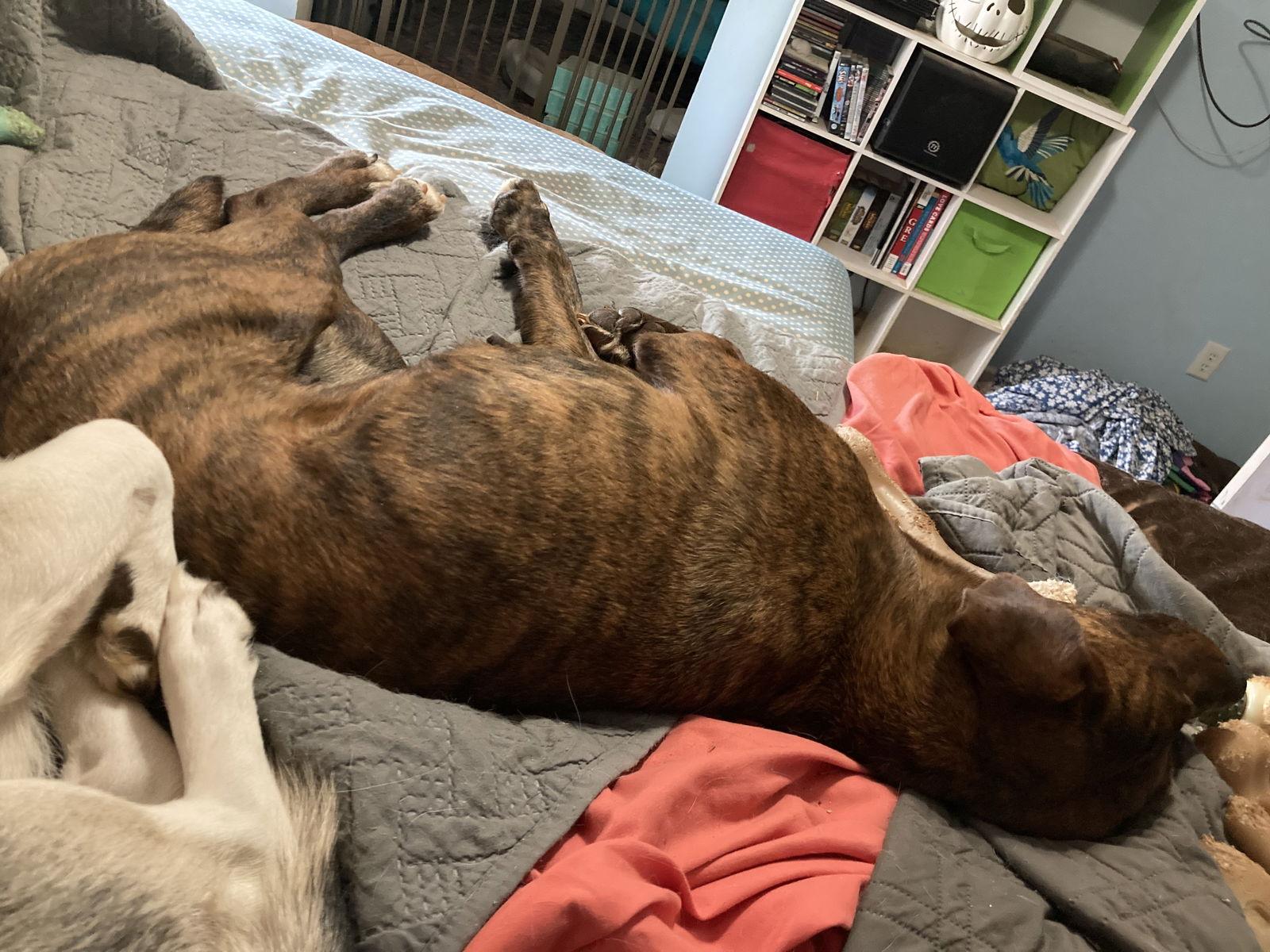 Little Swirl, Adoptable, Young Female Plott Hound.